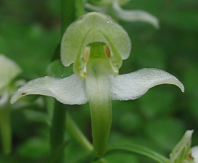 Platanthera chlorantha